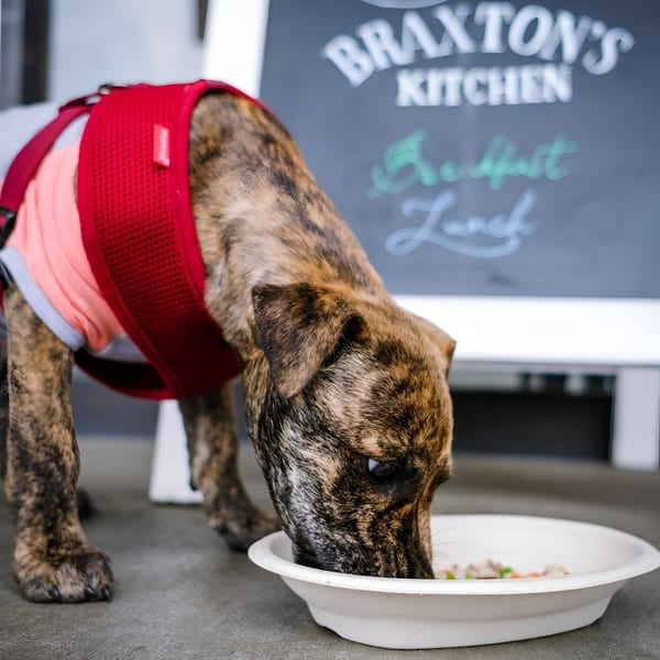 A brindle dog in a red harness eats from a white bowl on the ground outside Braxton's Kitchen.