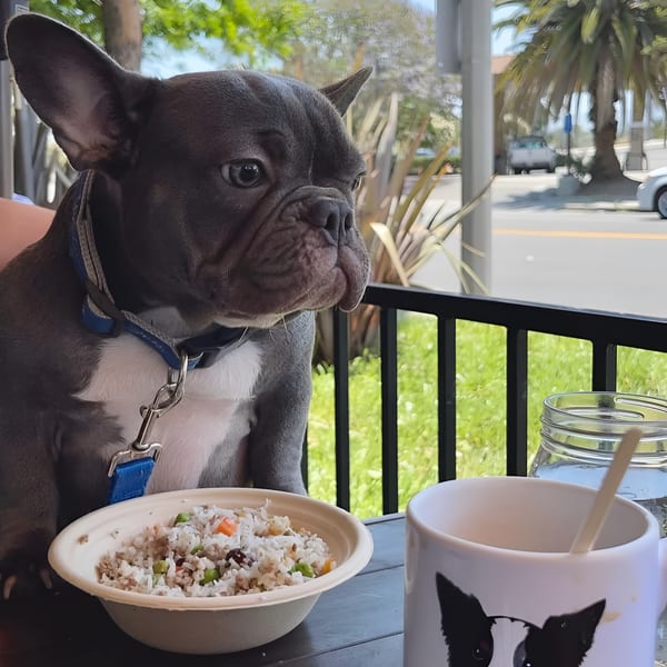 A French Bulldog sits at an outdoor table with a bowl of food and a coffee mug.