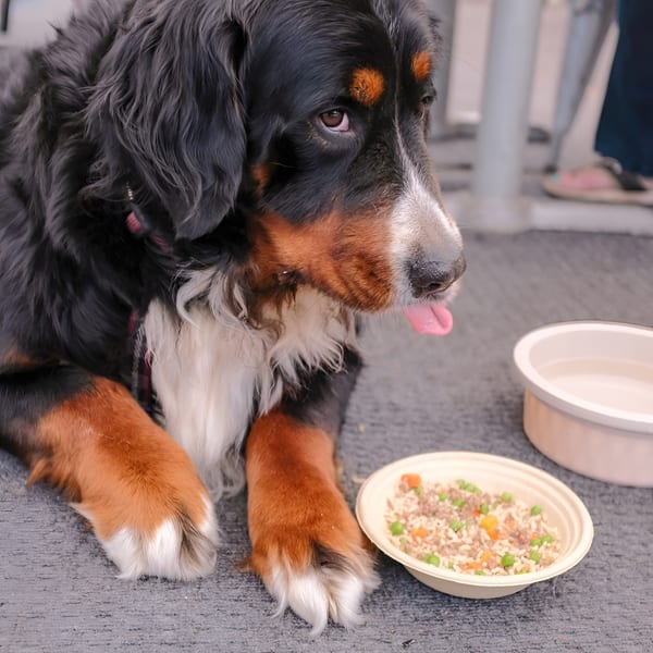 A Bernese Mountain Dog lies on the ground next to a bowl of food and water.